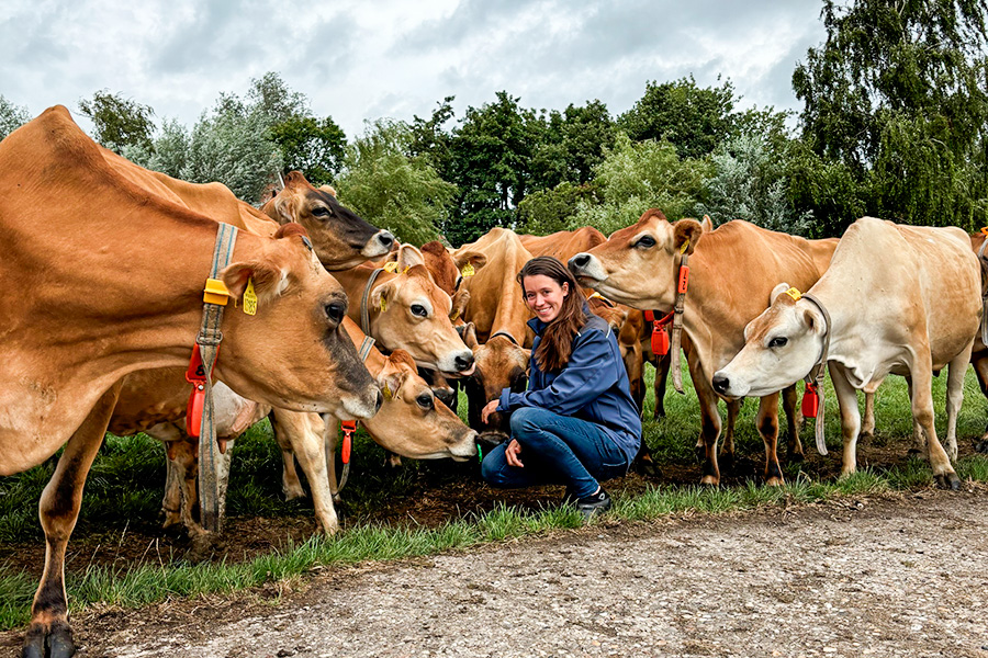 Jersey melkveehouderij VOF van der Vliet